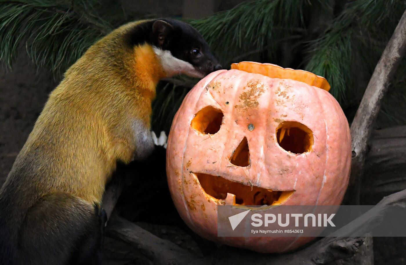 Russia Zoo Pumpkin Day