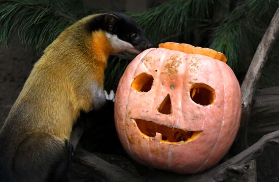 Russia Zoo Pumpkin Day