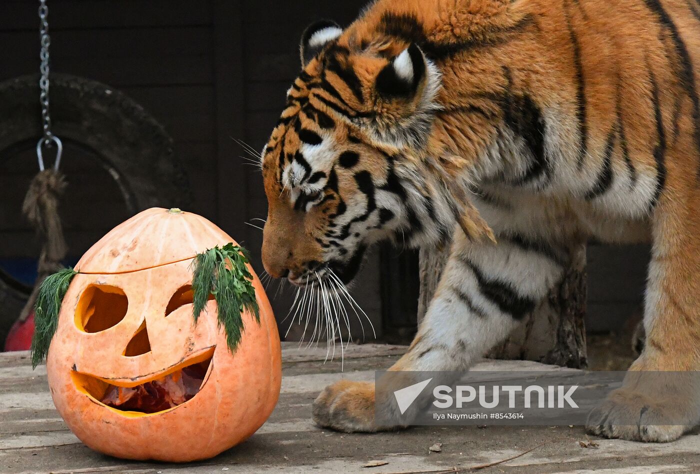 Russia Zoo Pumpkin Day