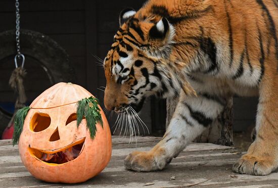 Russia Zoo Pumpkin Day