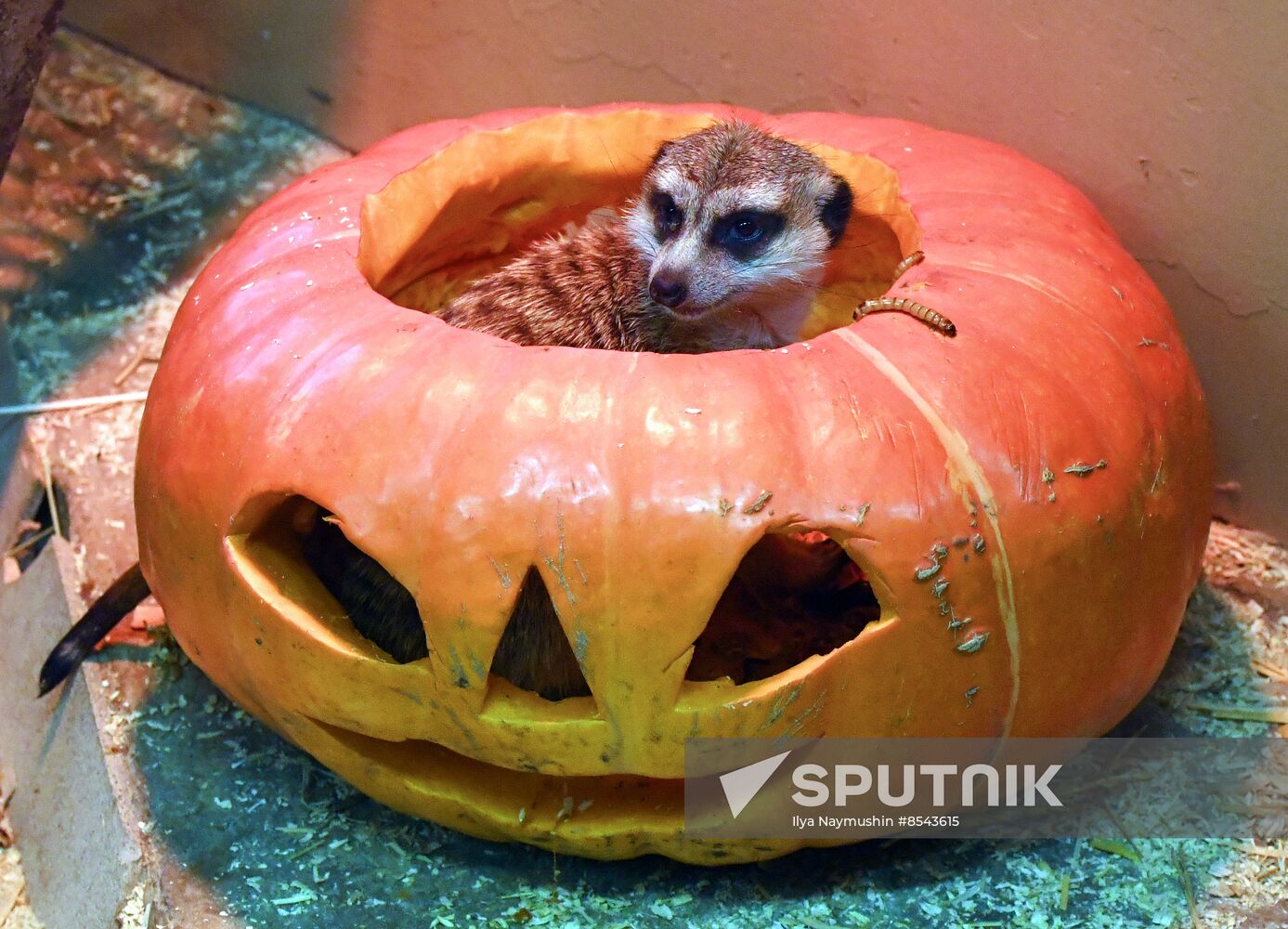 Russia Zoo Pumpkin Day