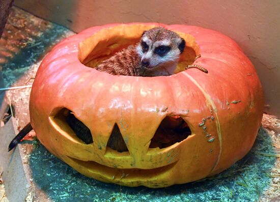 Russia Zoo Pumpkin Day