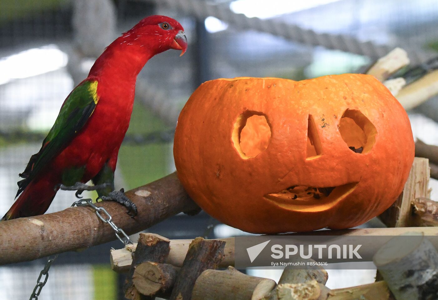 Russia Zoo Pumpkin Day