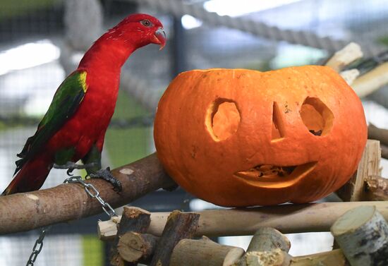 Russia Zoo Pumpkin Day