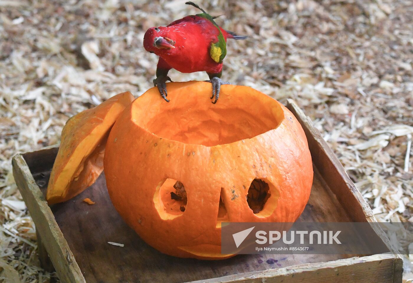 Russia Zoo Pumpkin Day
