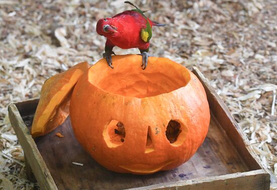 Russia Zoo Pumpkin Day