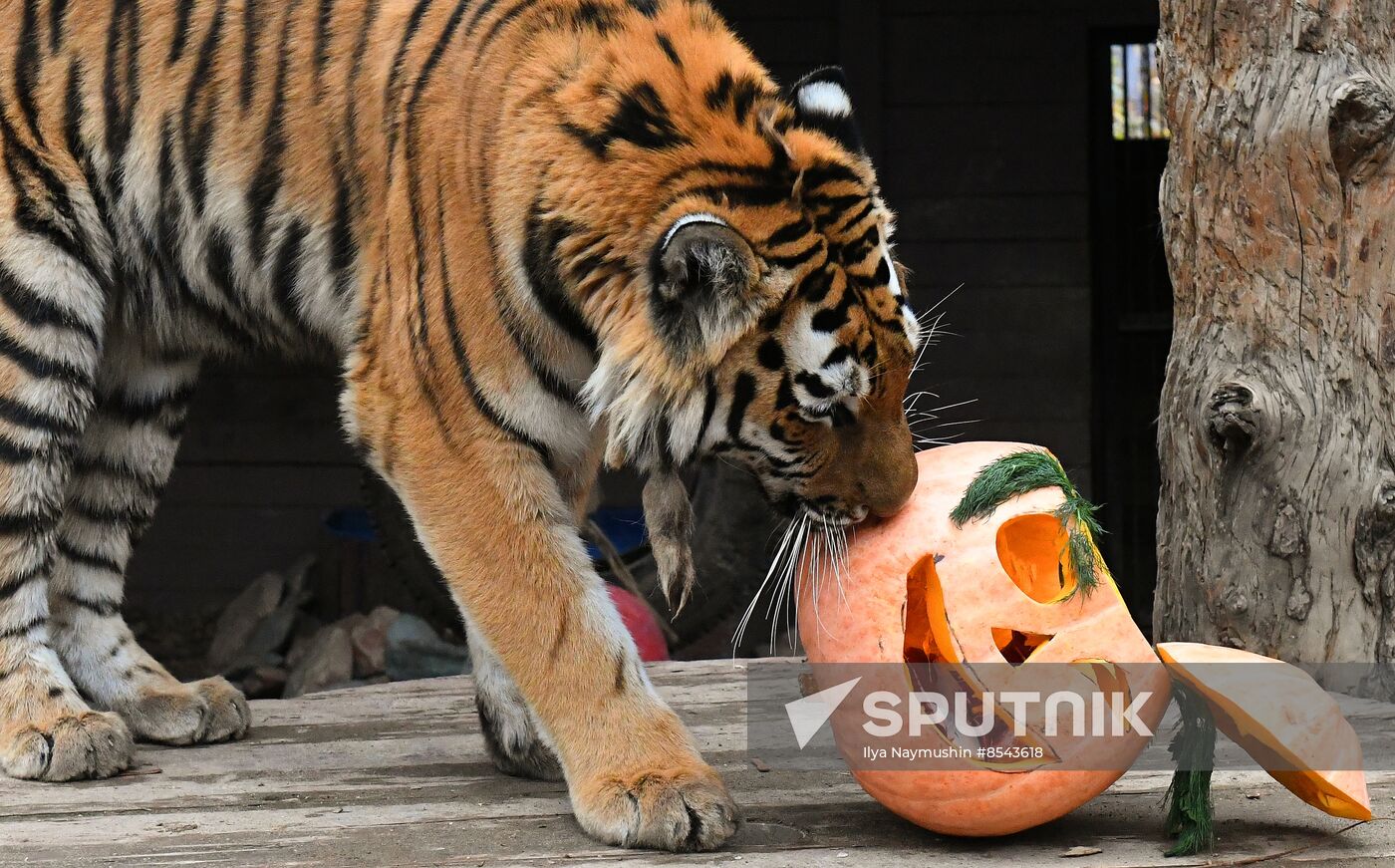 Russia Zoo Pumpkin Day