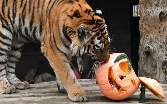 Russia Zoo Pumpkin Day