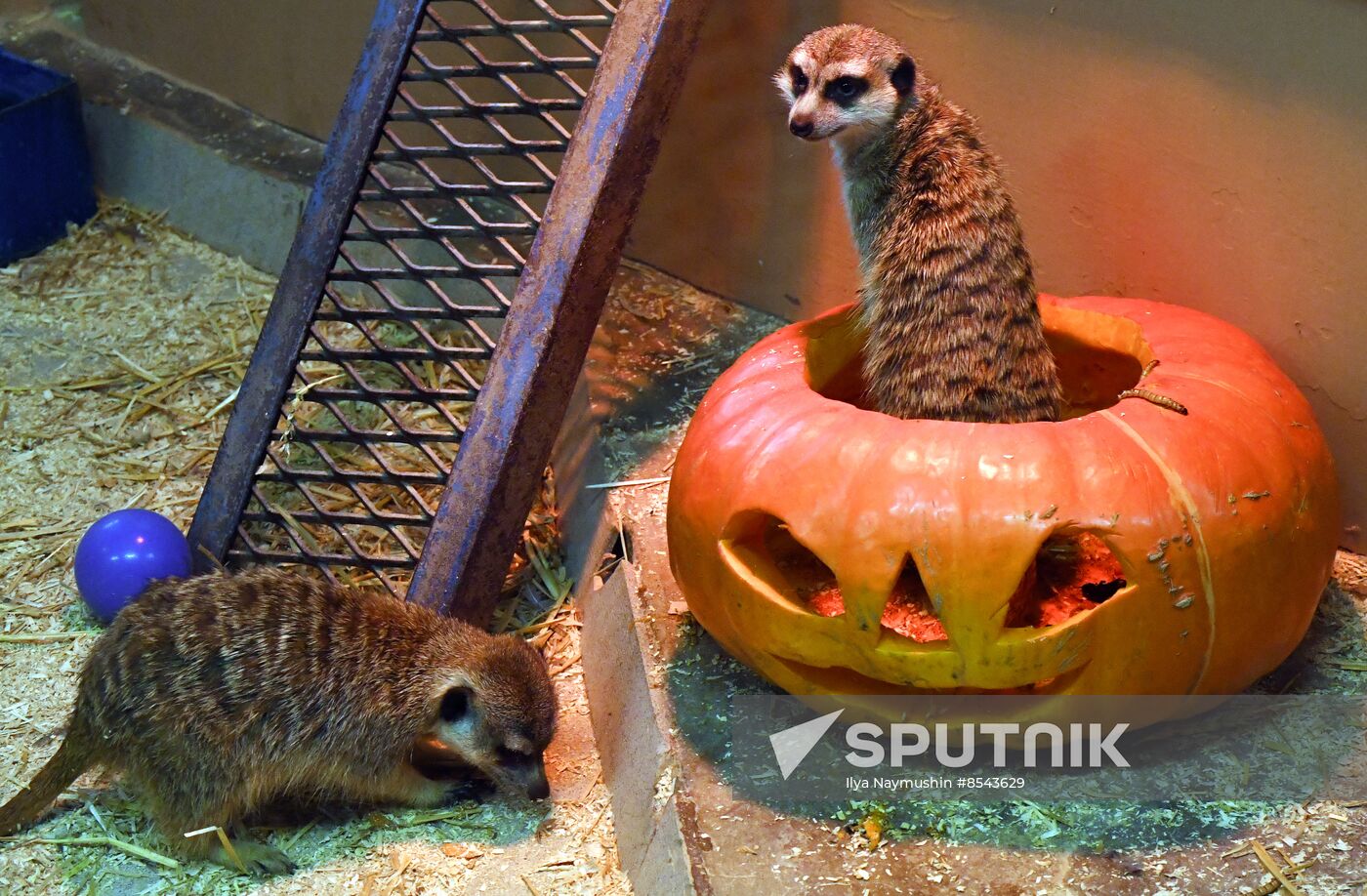 Russia Zoo Pumpkin Day