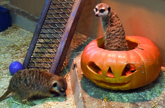 Russia Zoo Pumpkin Day