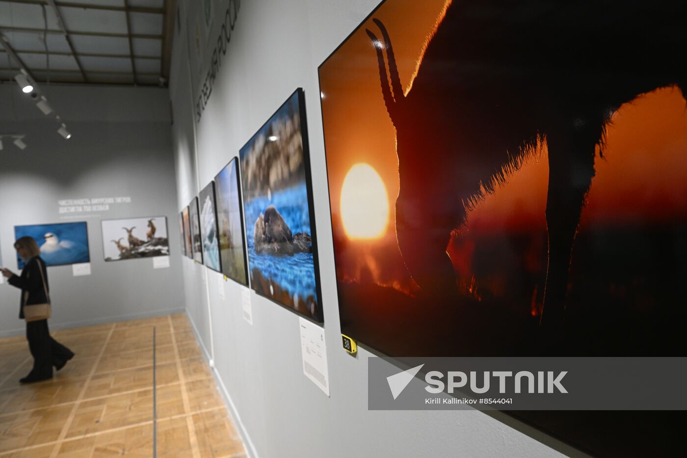 Russia Golden Turtle Wildlife Festival