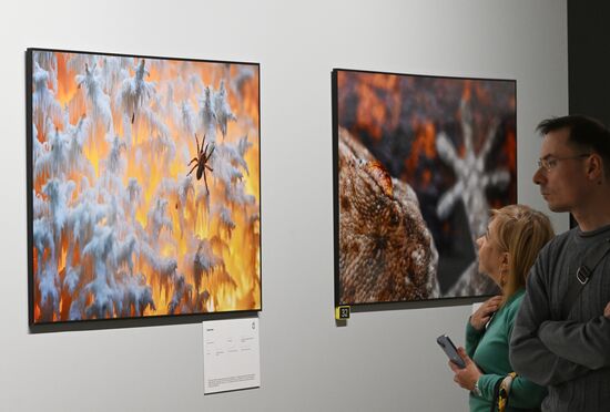 Russia Golden Turtle Wildlife Festival