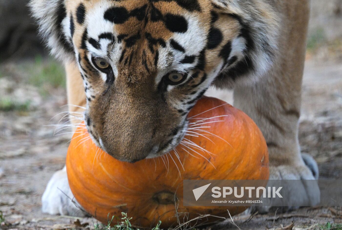 Russia Zoo