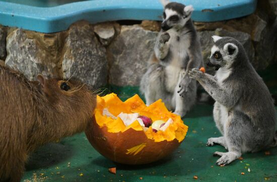 Russia Zoo