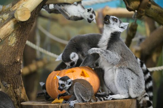 Russia Zoo