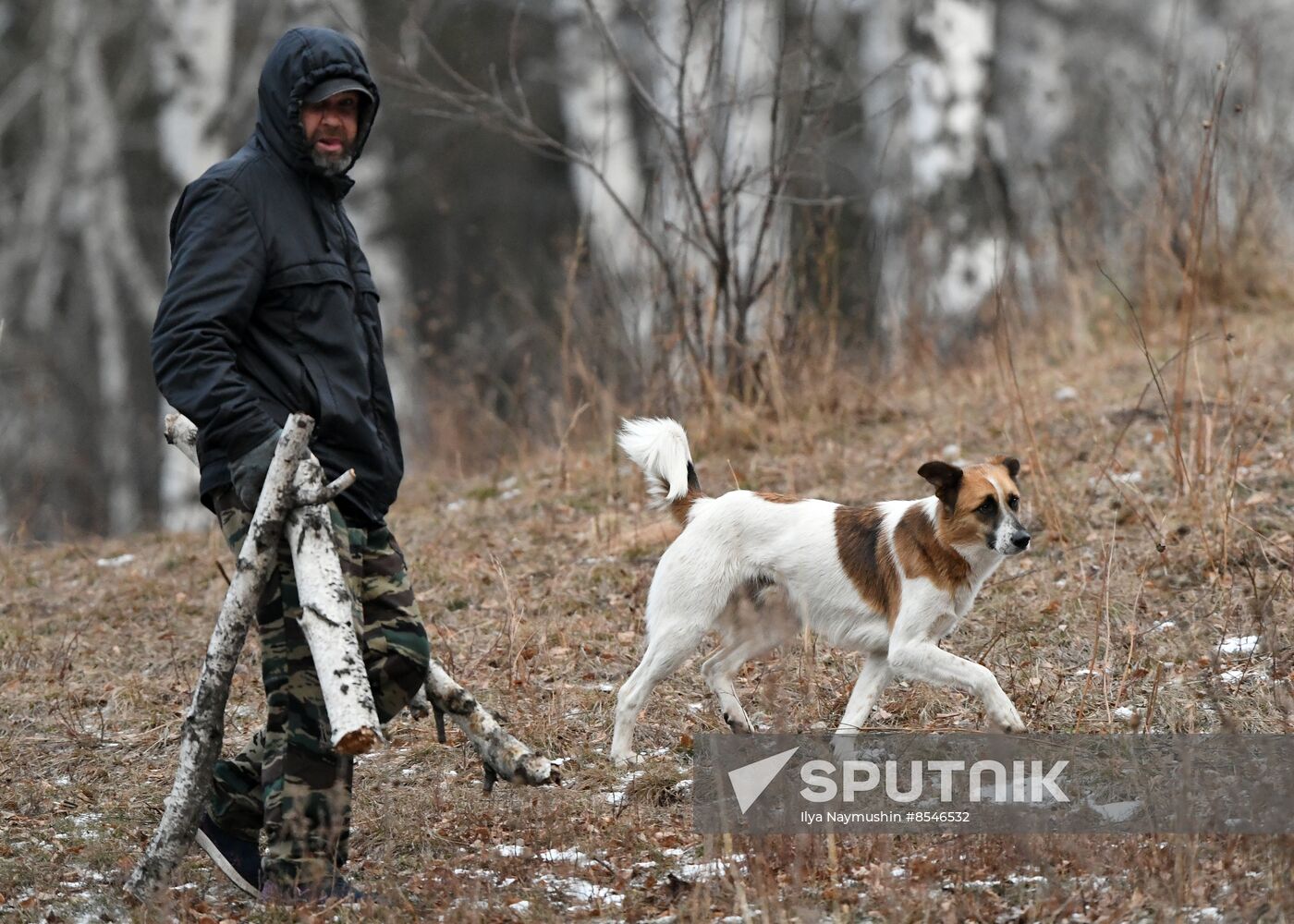 Russia Stray Dogs