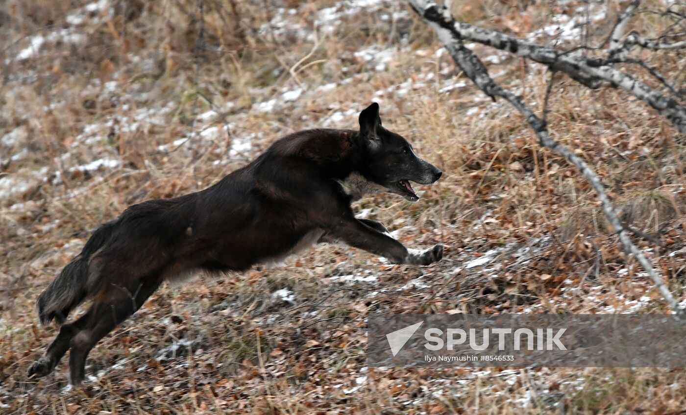 Russia Stray Dogs