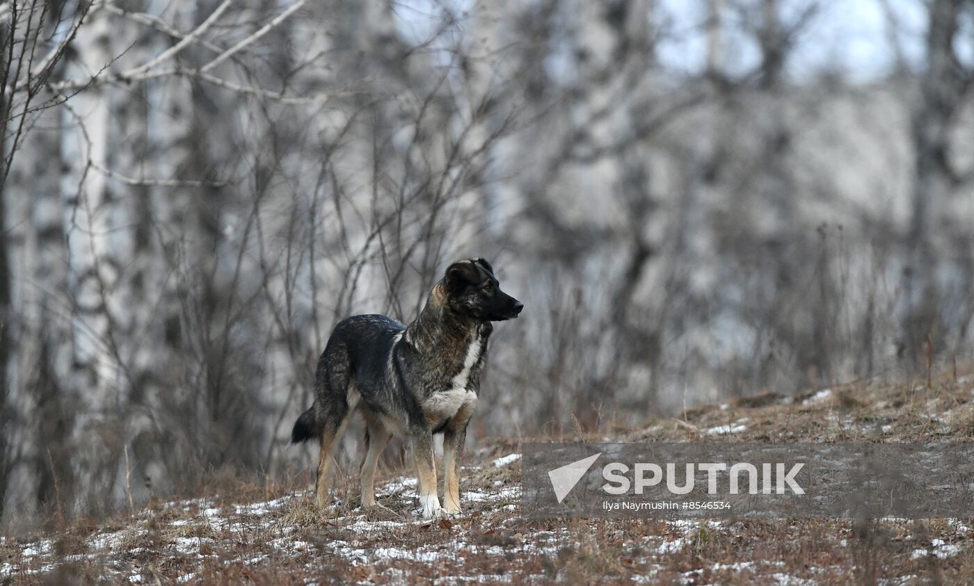 Russia Stray Dogs