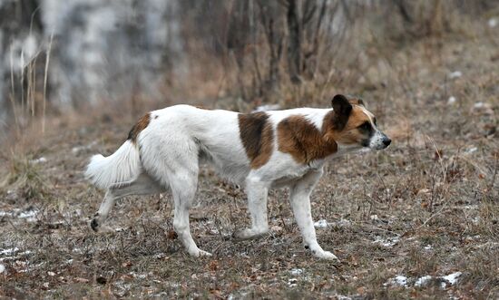 Russia Stray Dogs
