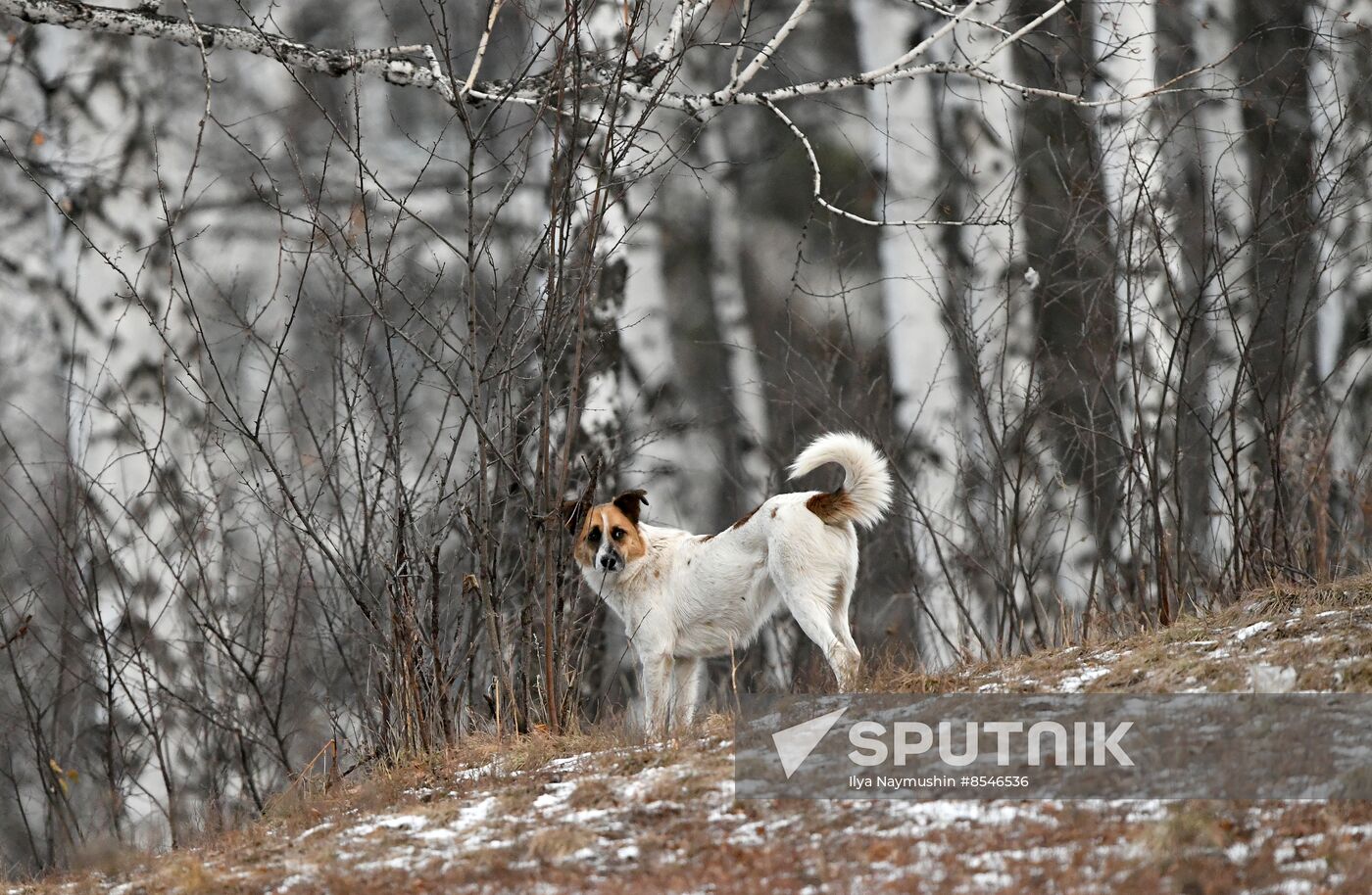 Russia Stray Dogs