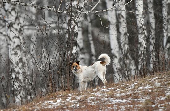 Russia Stray Dogs