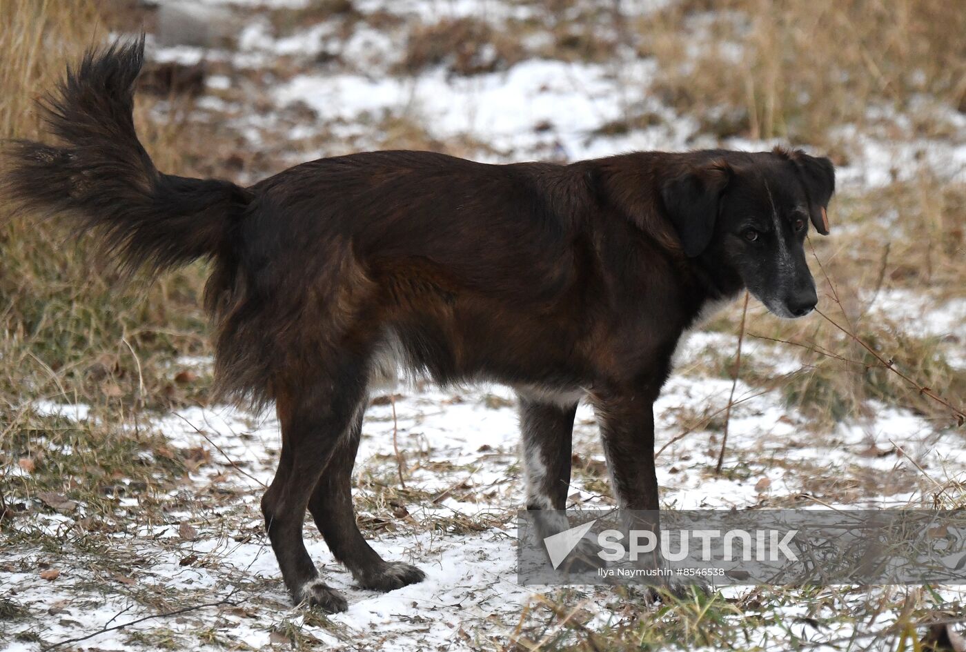 Russia Stray Dogs