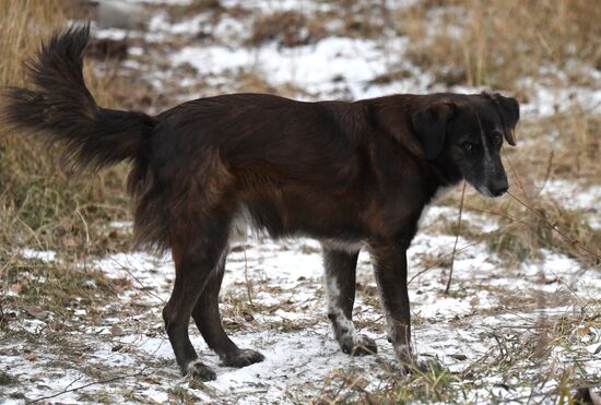 Russia Stray Dogs