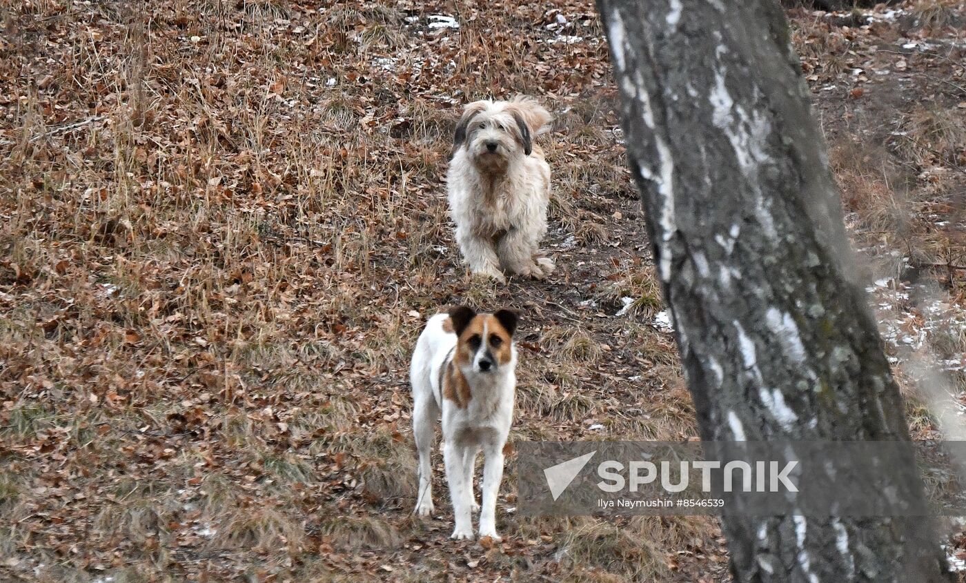 Russia Stray Dogs