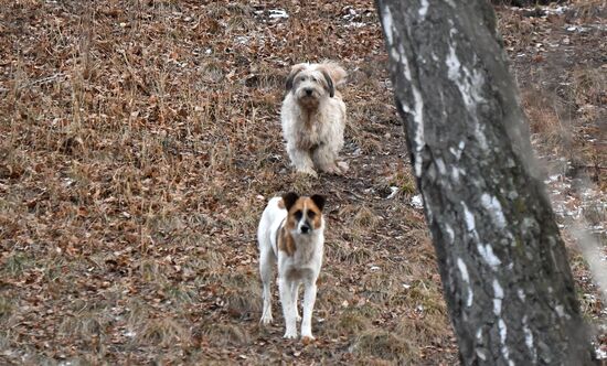 Russia Stray Dogs