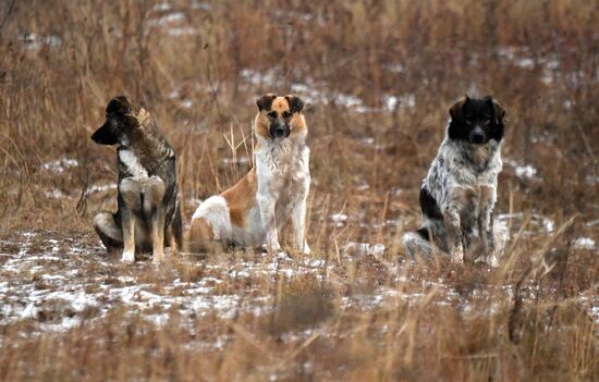 Russia Stray Dogs