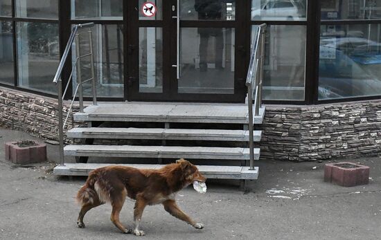 Russia Stray Dogs