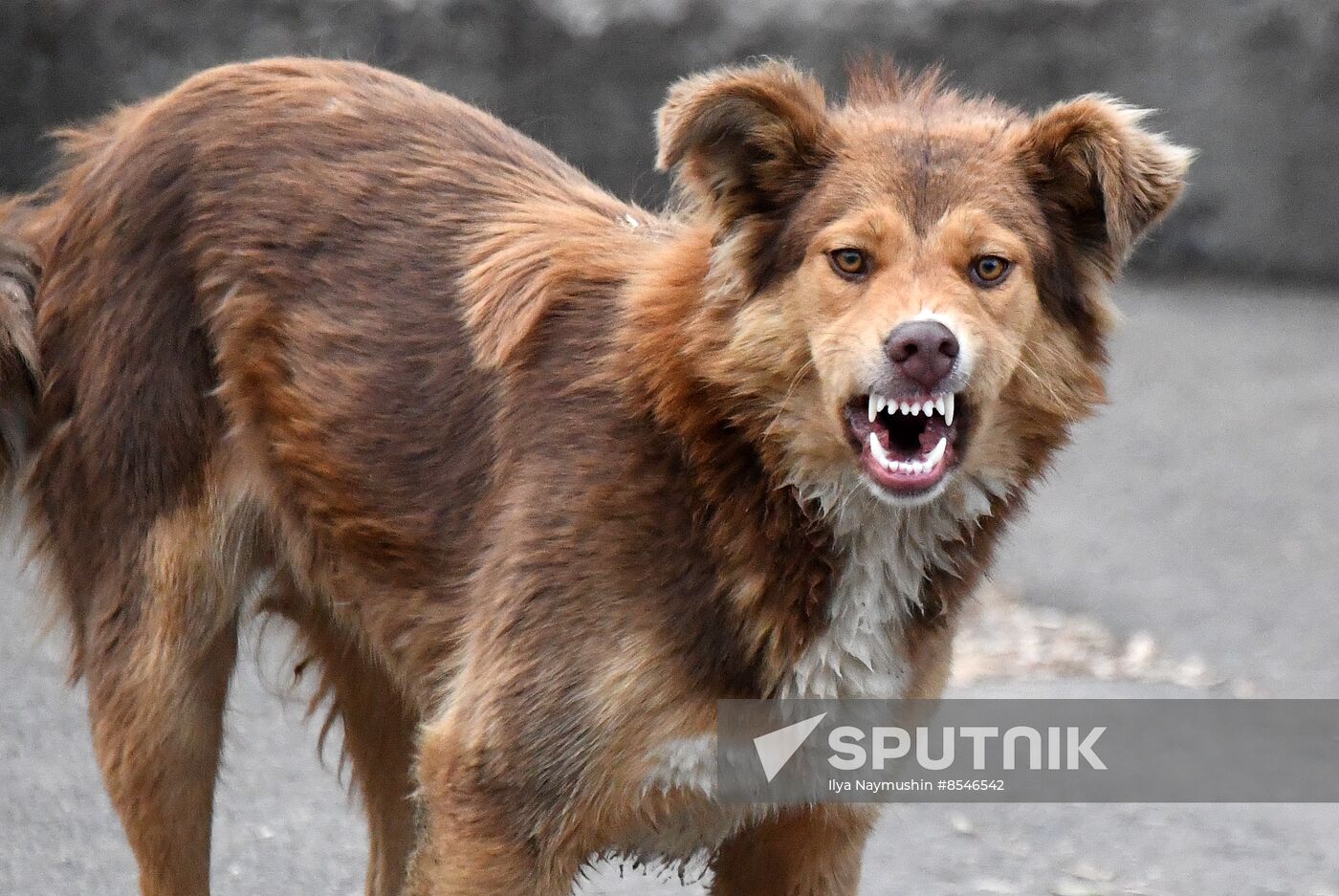 Russia Stray Dogs