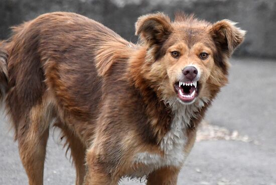 Russia Stray Dogs