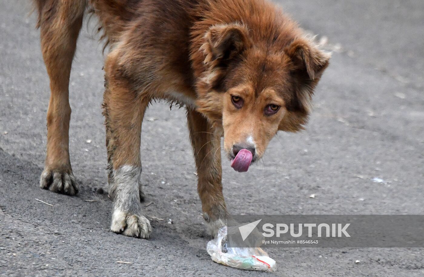 Russia Stray Dogs