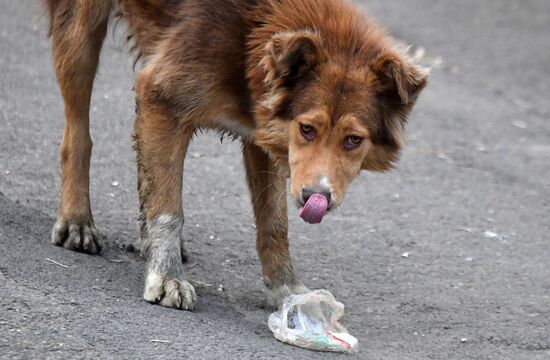 Russia Stray Dogs