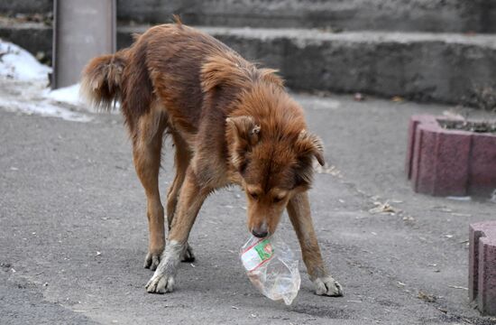 Russia Stray Dogs