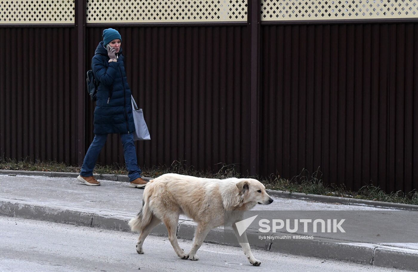 Russia Stray Dogs