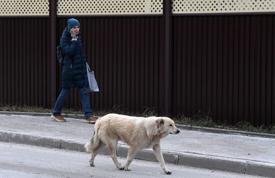 Russia Stray Dogs