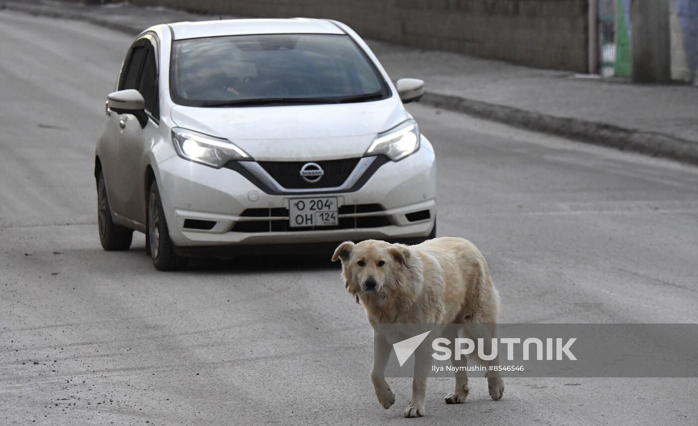 Russia Stray Dogs