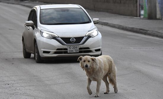 Russia Stray Dogs