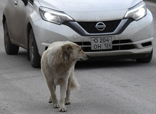 Russia Stray Dogs
