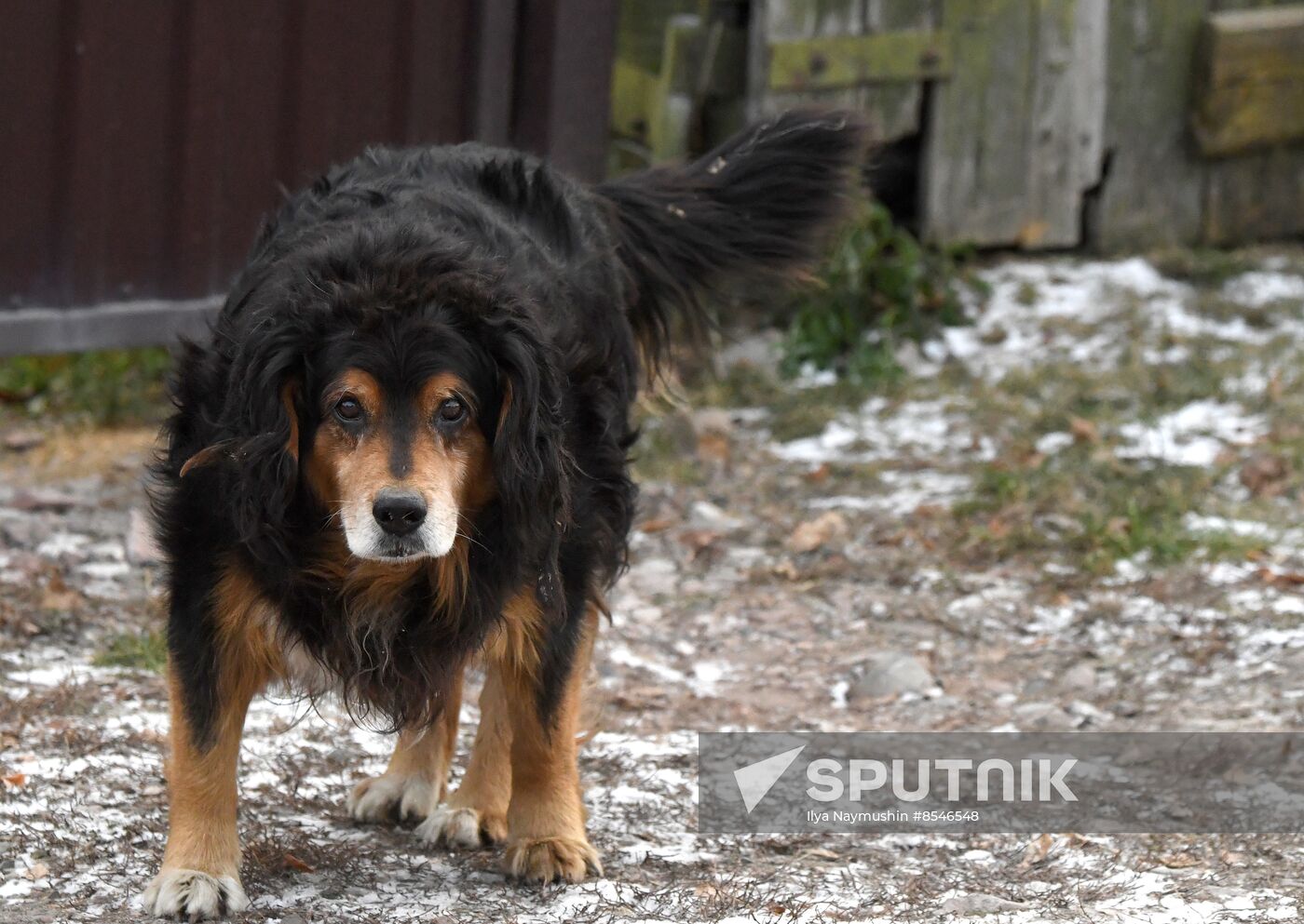 Russia Stray Dogs