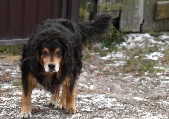 Russia Stray Dogs