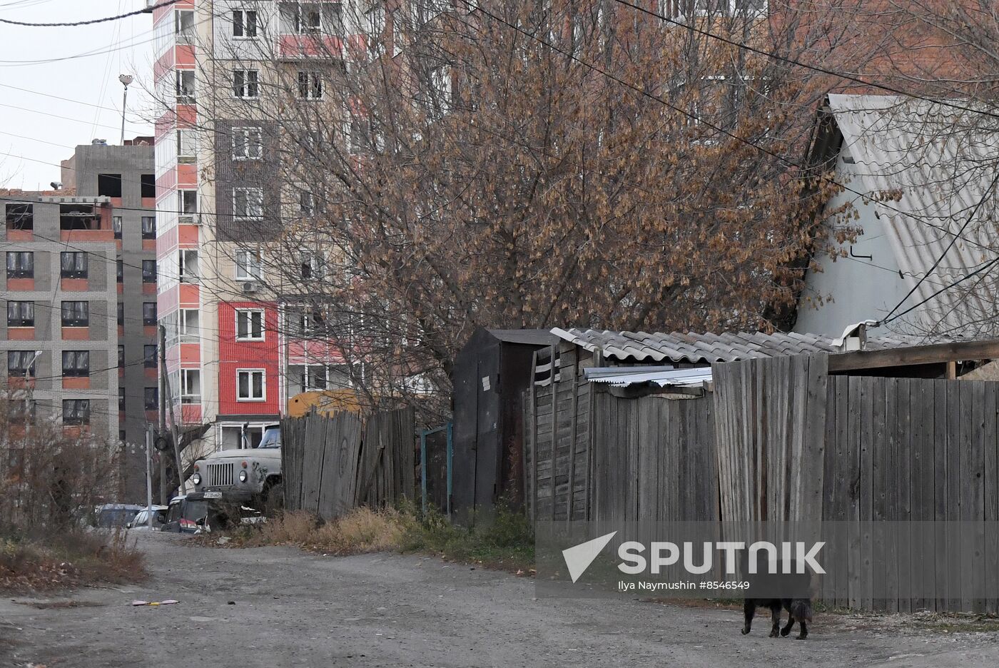 Russia Stray Dogs