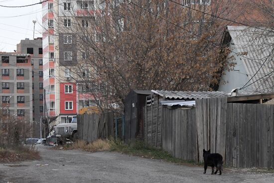 Russia Stray Dogs