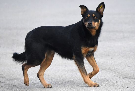 Russia Stray Dogs
