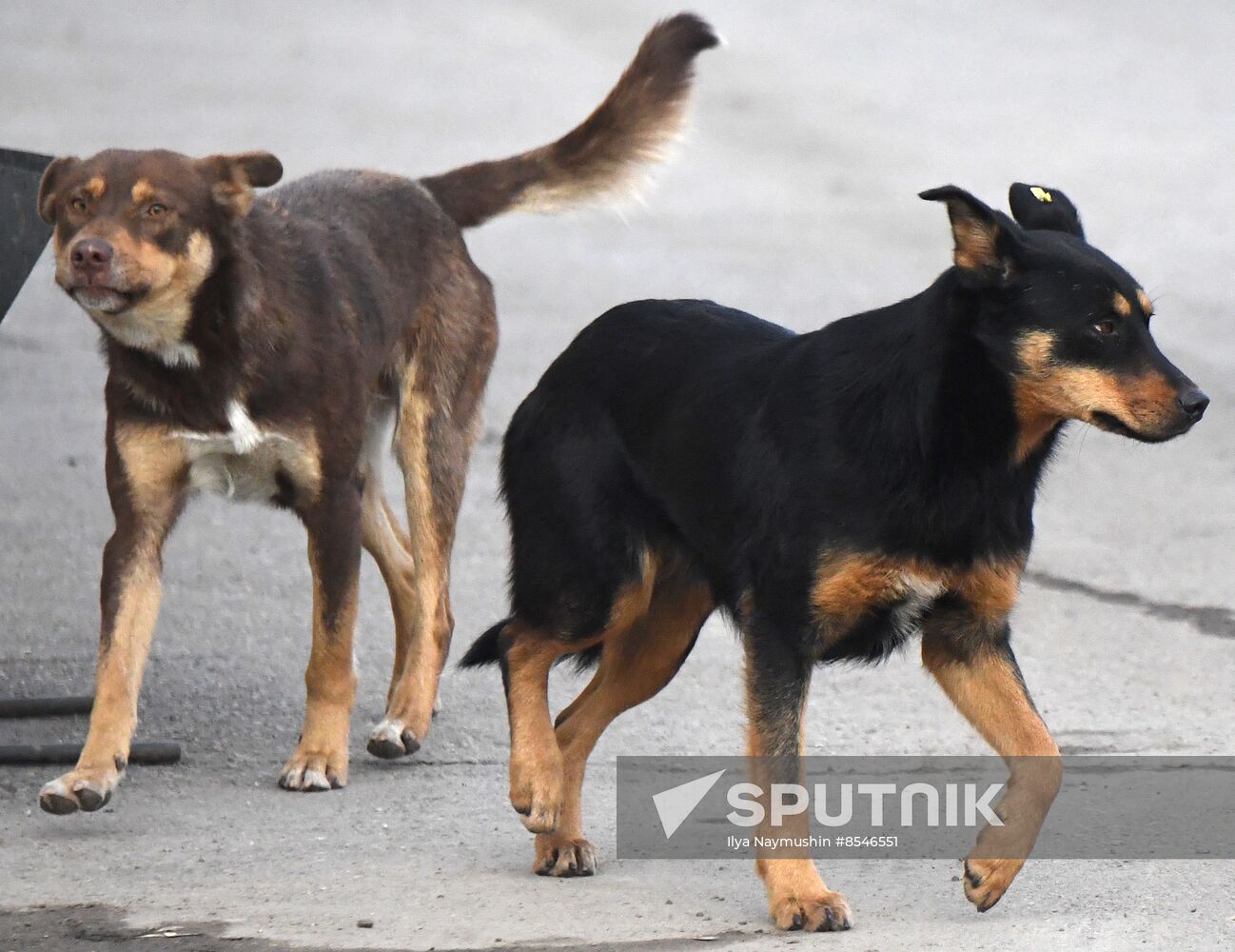 Russia Stray Dogs