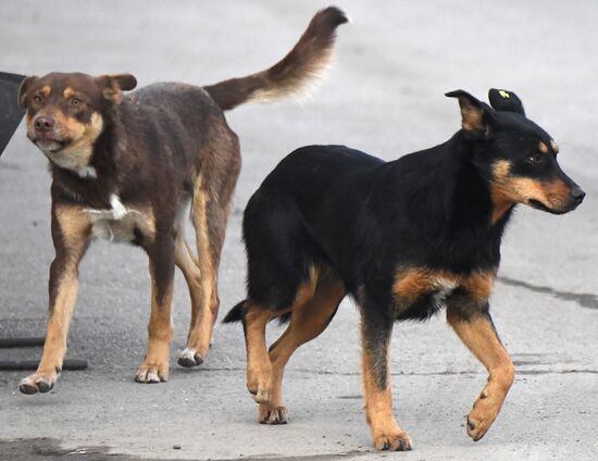 Russia Stray Dogs