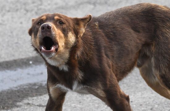 Russia Stray Dogs