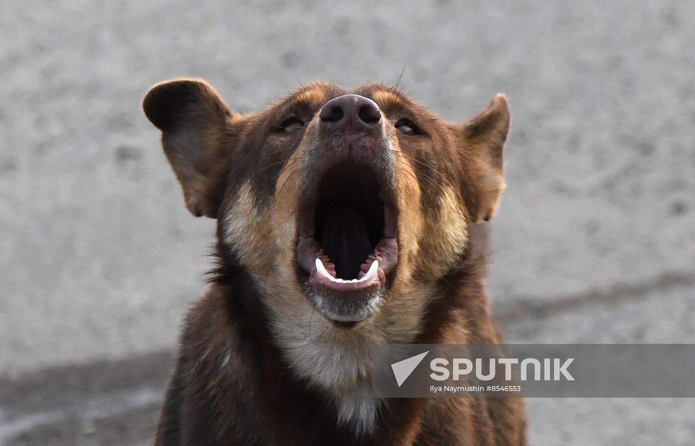 Russia Stray Dogs